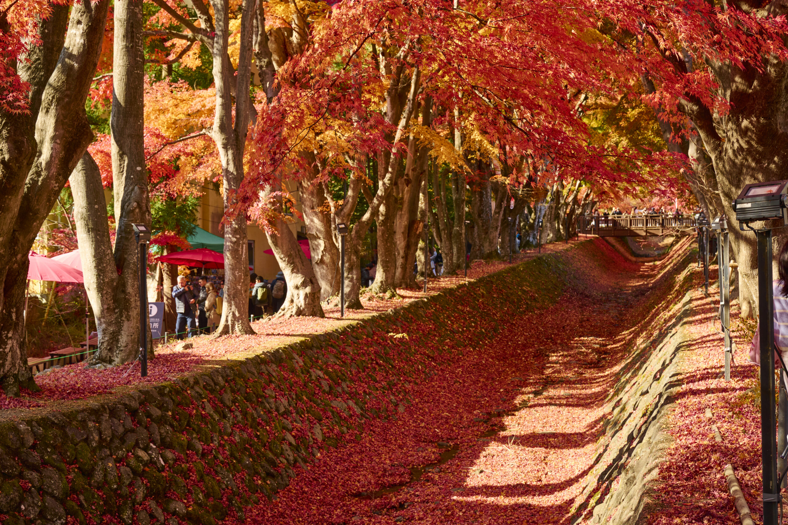 秋 ― 紅葉に染まる幻想的な湖畔