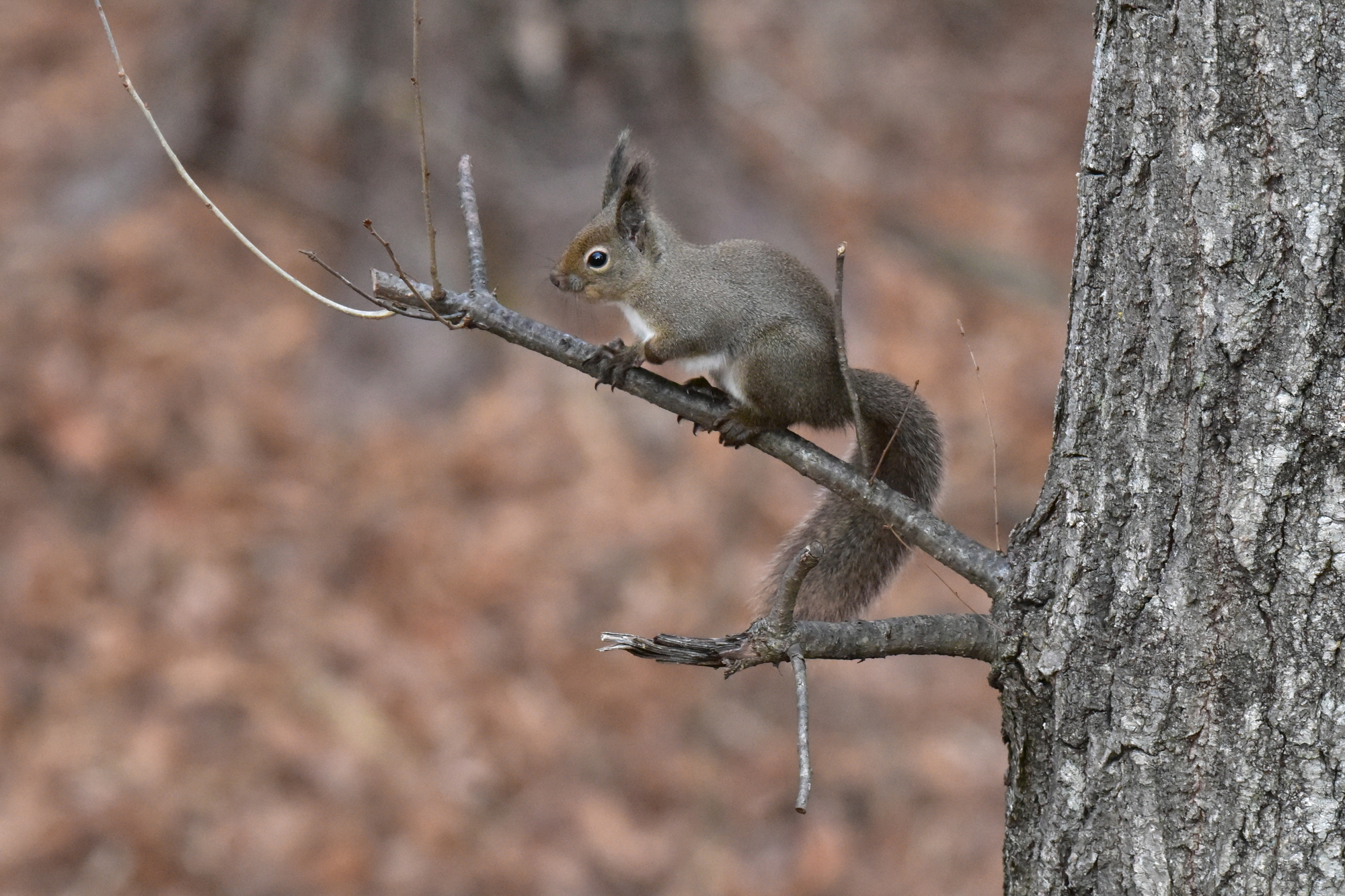 秋 ― 紅葉に染まる幻想的な湖畔