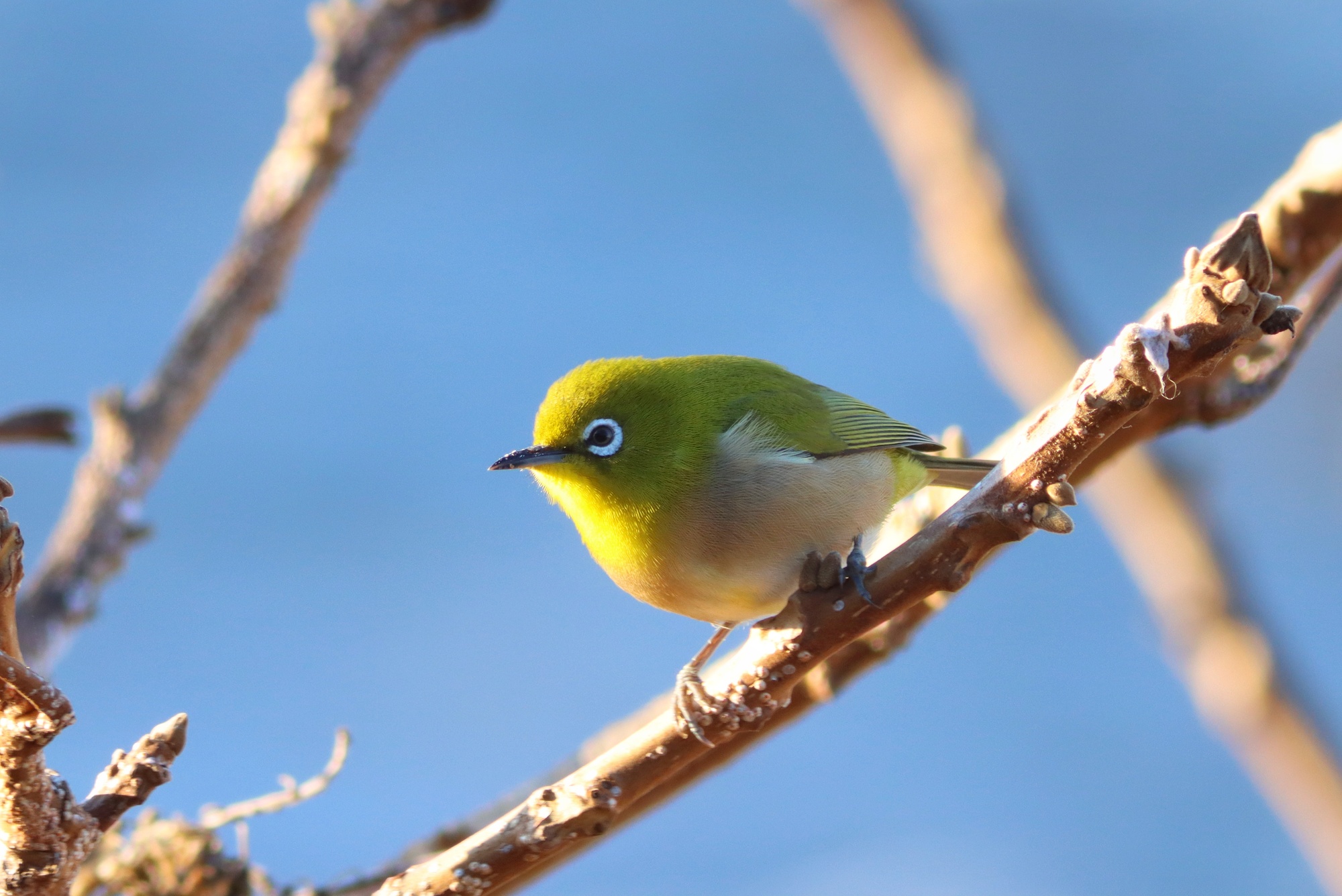 四季を彩る花と森の生きものたち ― 富士河口湖町・富士山麓の自然暦