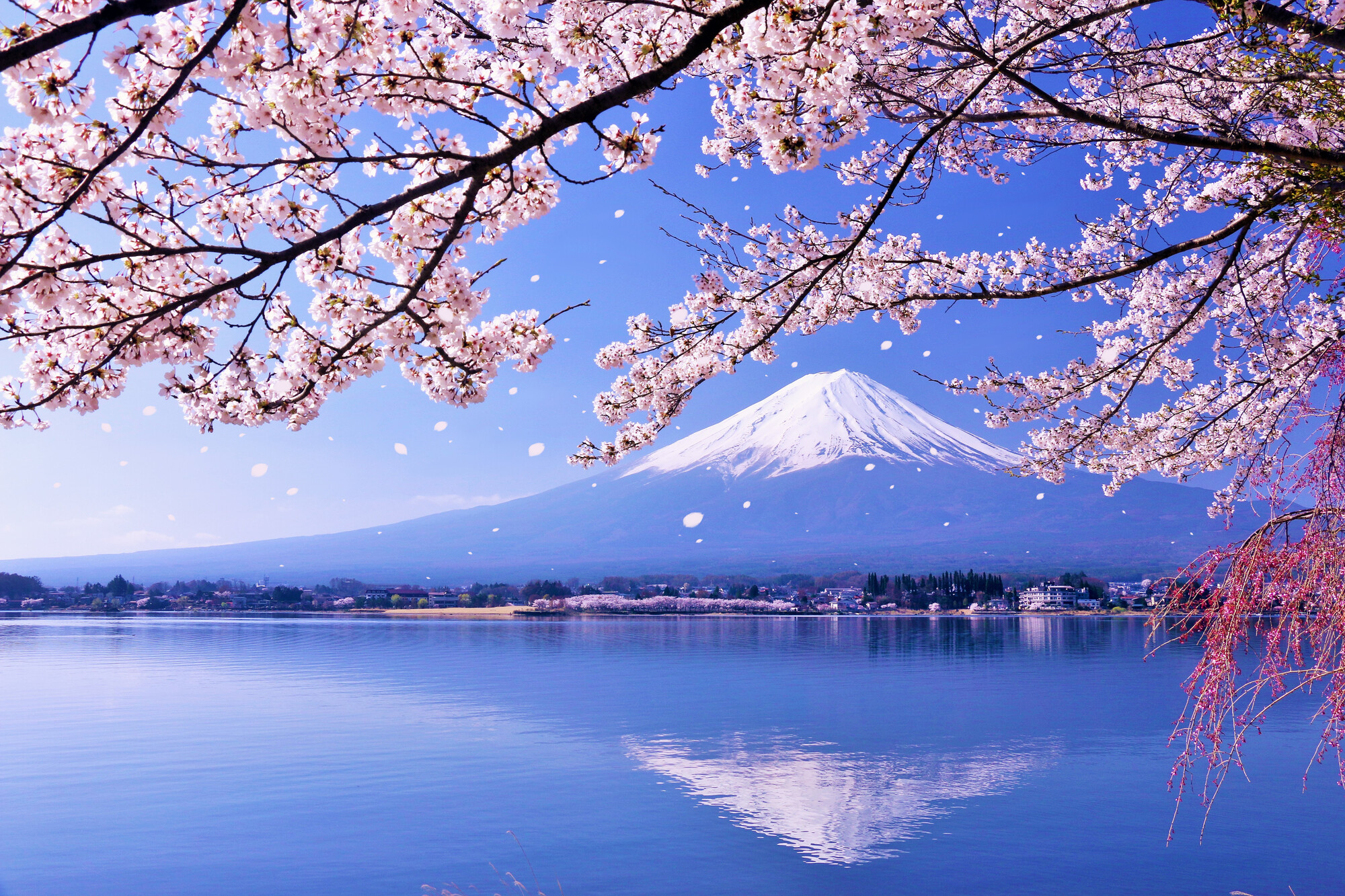 春 ― 桜と野鳥が彩る湖畔の目覚め