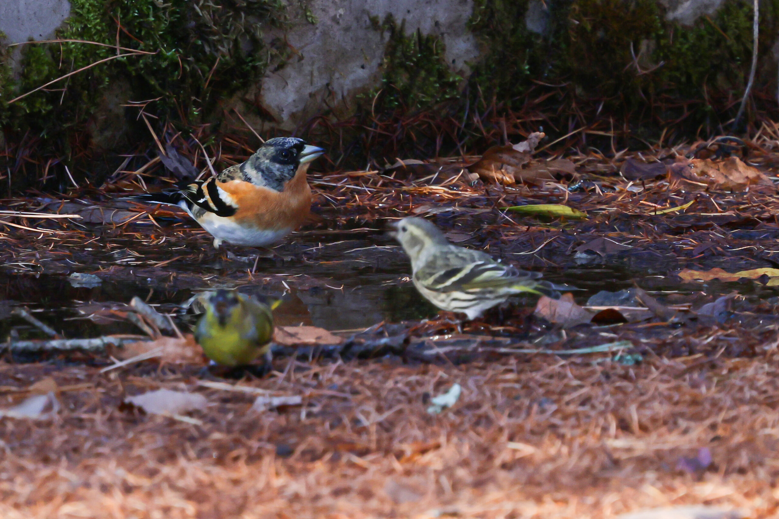 冬 ― 雪化粧の富士と静寂の美