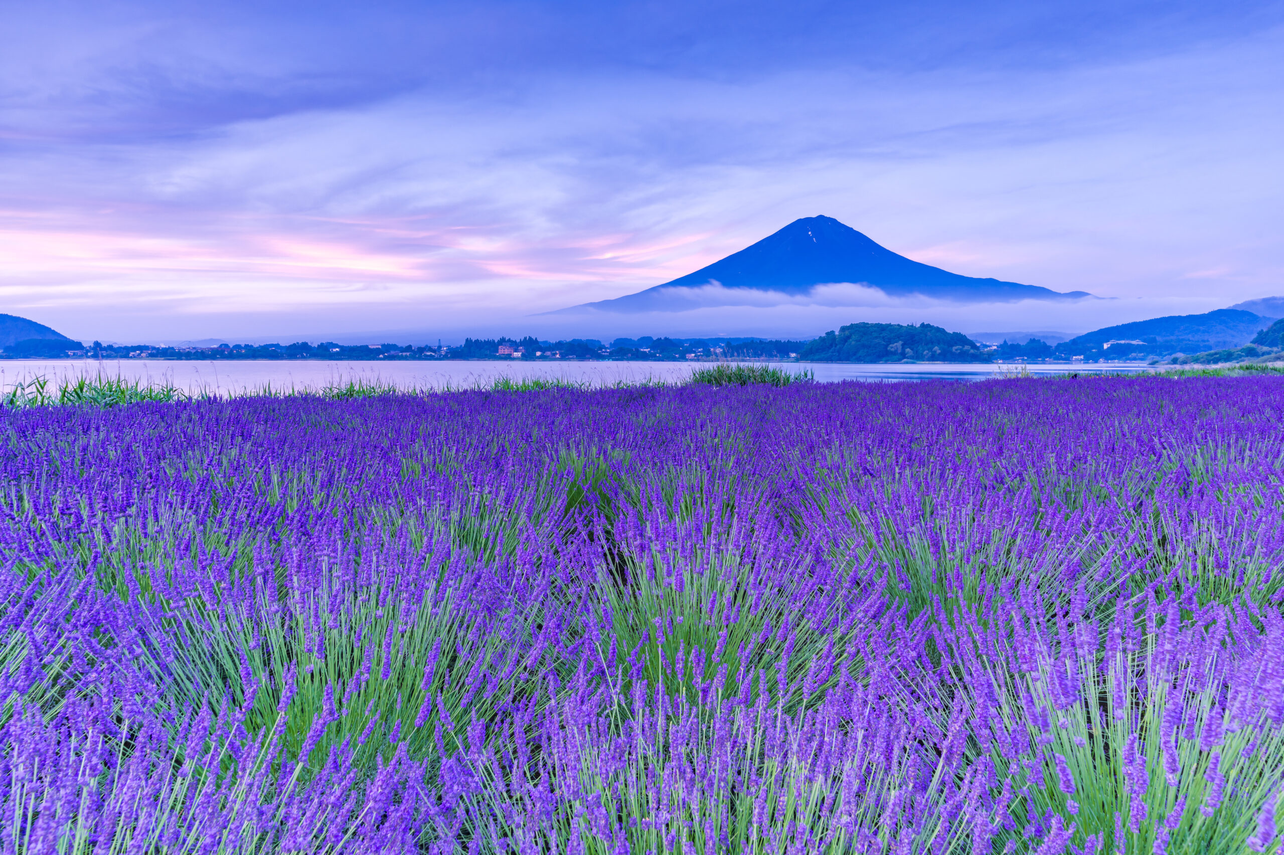 夏 ― ラベンダーと花々が香る爽やかな季節