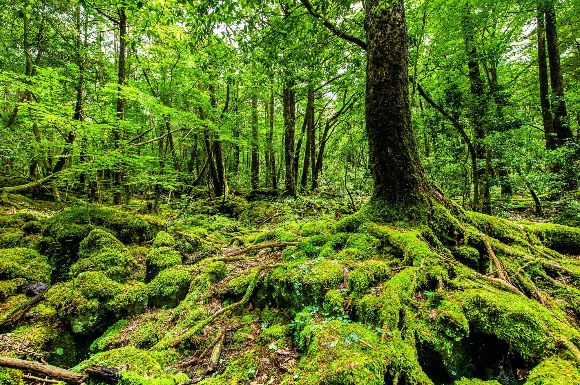 夏 ― ラベンダーと花々が香る爽やかな季節