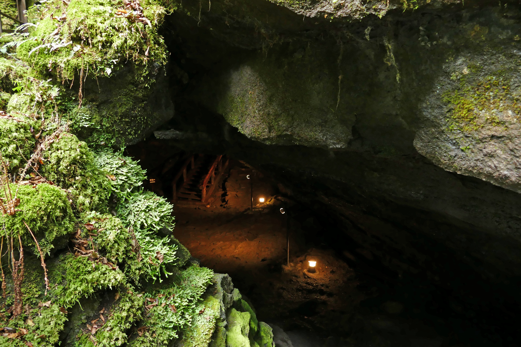 富士の森と湖で遊ぶ、ネイチャー冒険旅