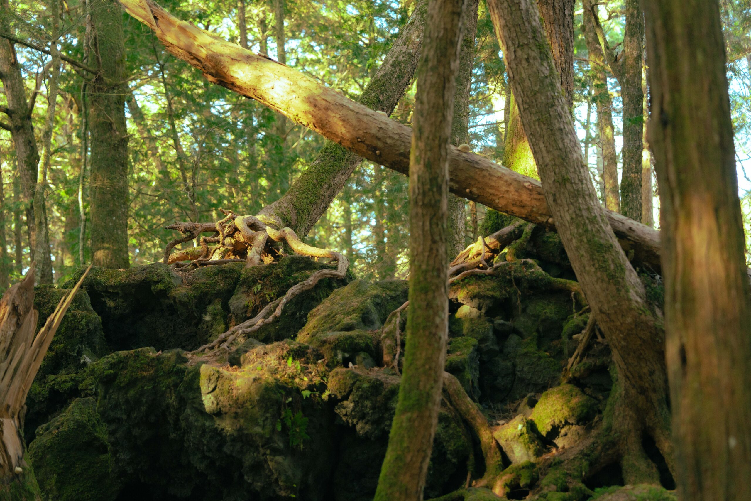 西湖ネイチャーセンター